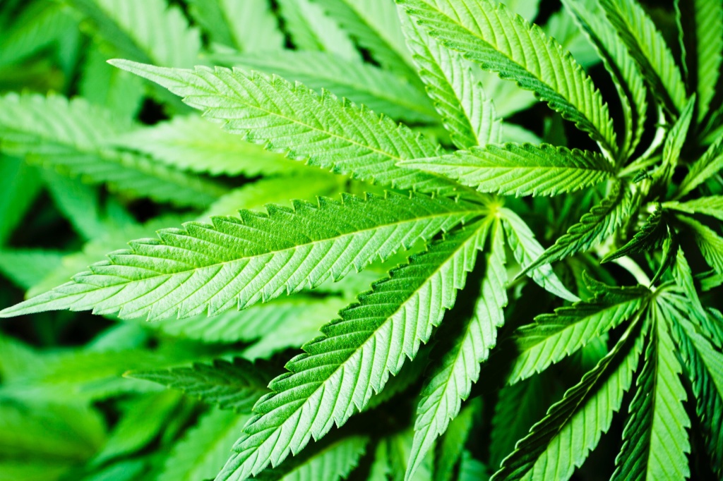 cannabis leaf pot products