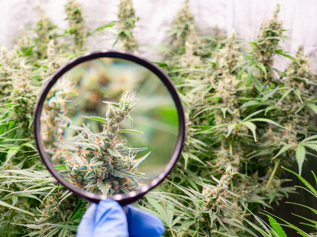 cannabis plant under magnifying glass cannabis vs marijuana vs hemp