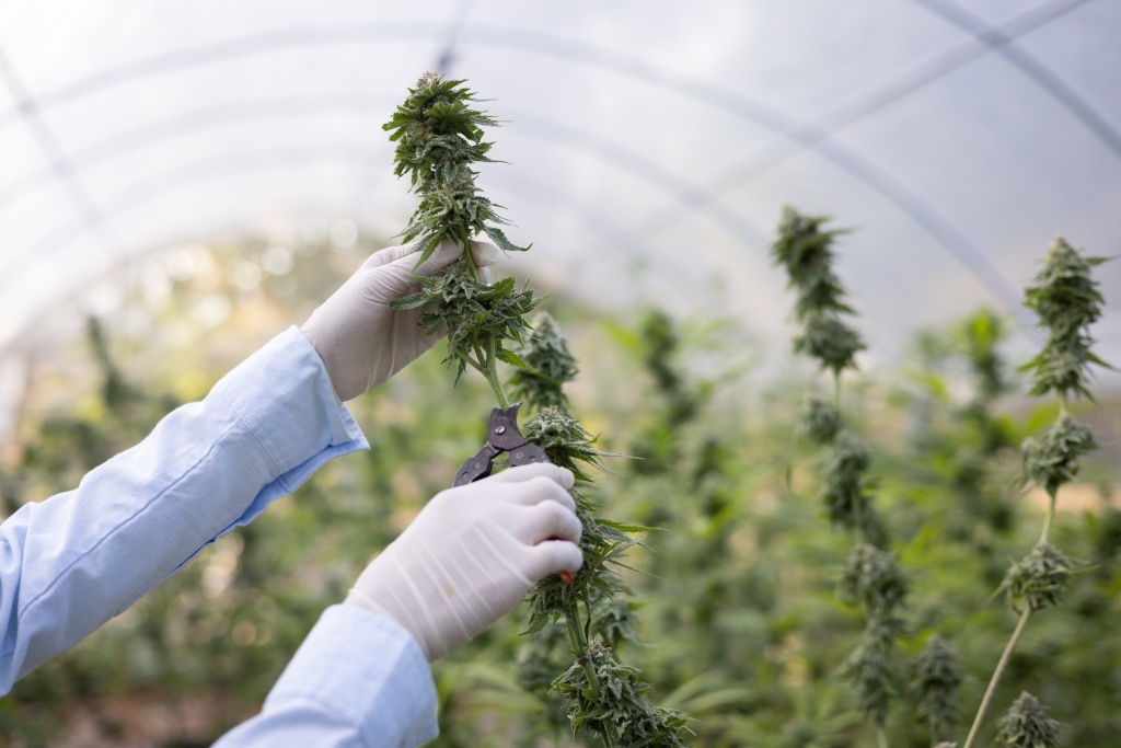 cannabis vs marijuana plants being harvested