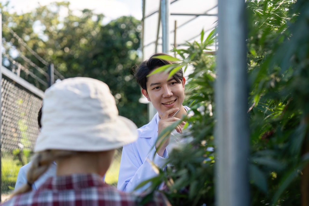 person with cannabis plant higher potential scholarship