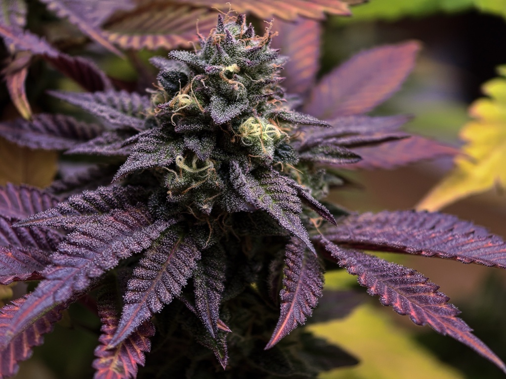 blue lobster strain cannabis plant