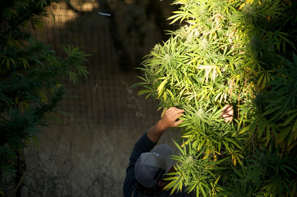 cannabis worker inspects plant california tax cut