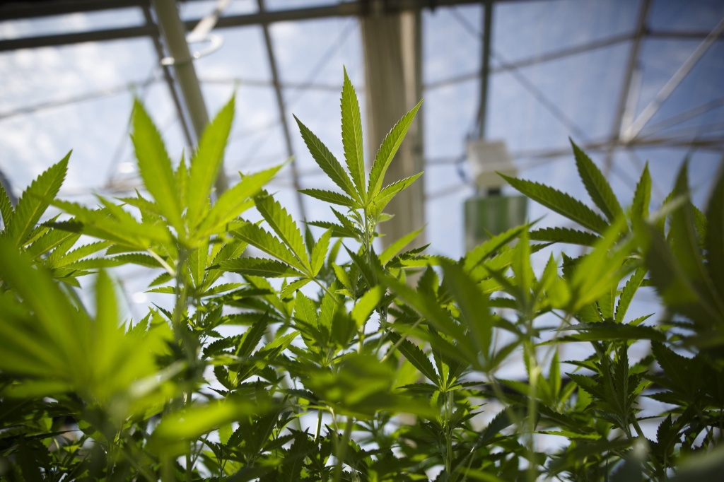 cannabis plants california corruption case leads to payout from pot company