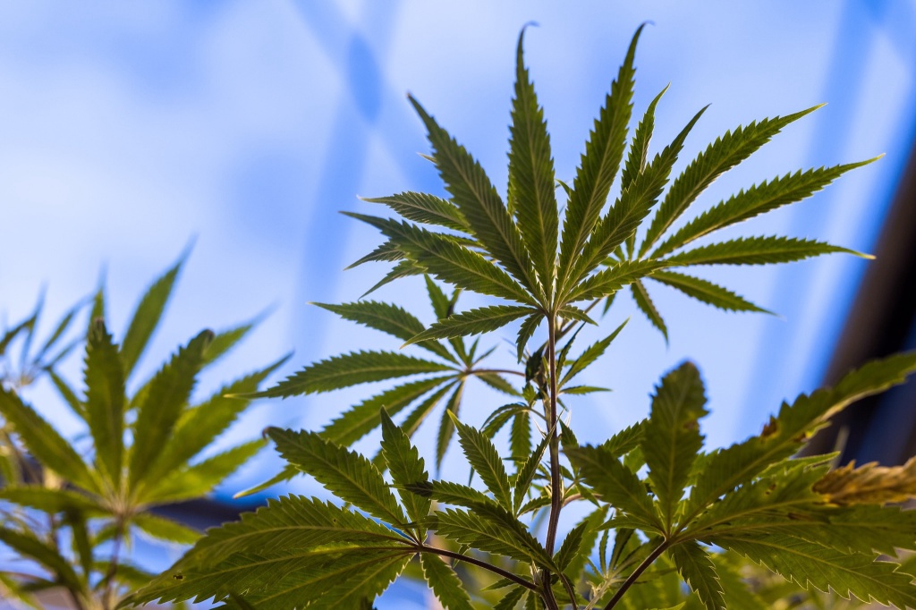 cannabis leaves federal officials sending mixed messages on marijuana policy