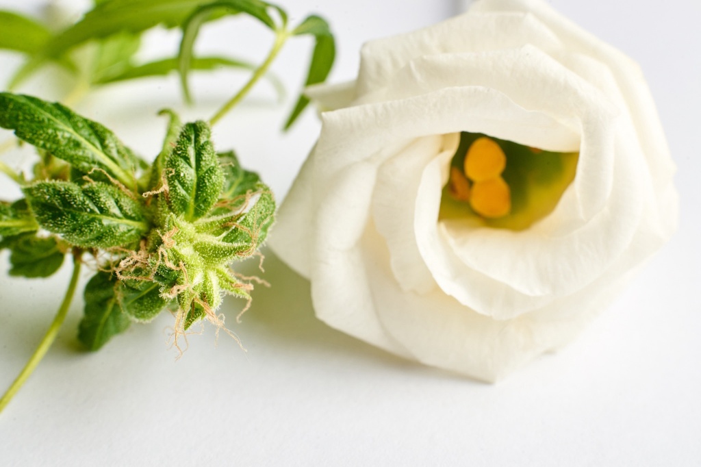 roses cannabis