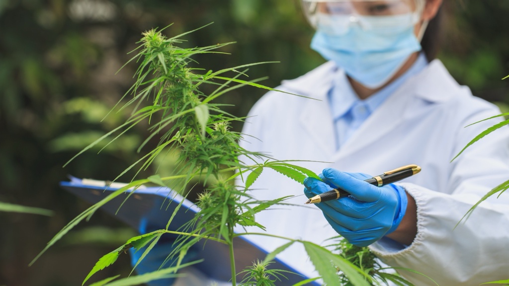 working researching cannabis plant new cannabinoid cannabizetol