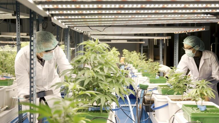 cannabis workers in grow teamsters union aims to help cannabis workers