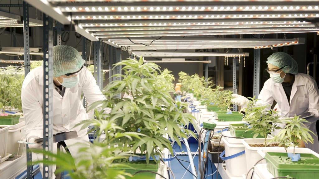 cannabis workers in grow teamsters union aims to help cannabis workers