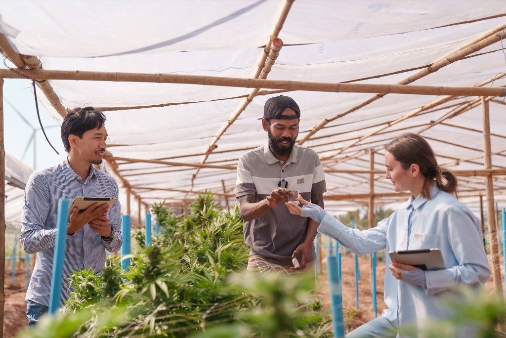 workers at a cultivation cannabis hiring
