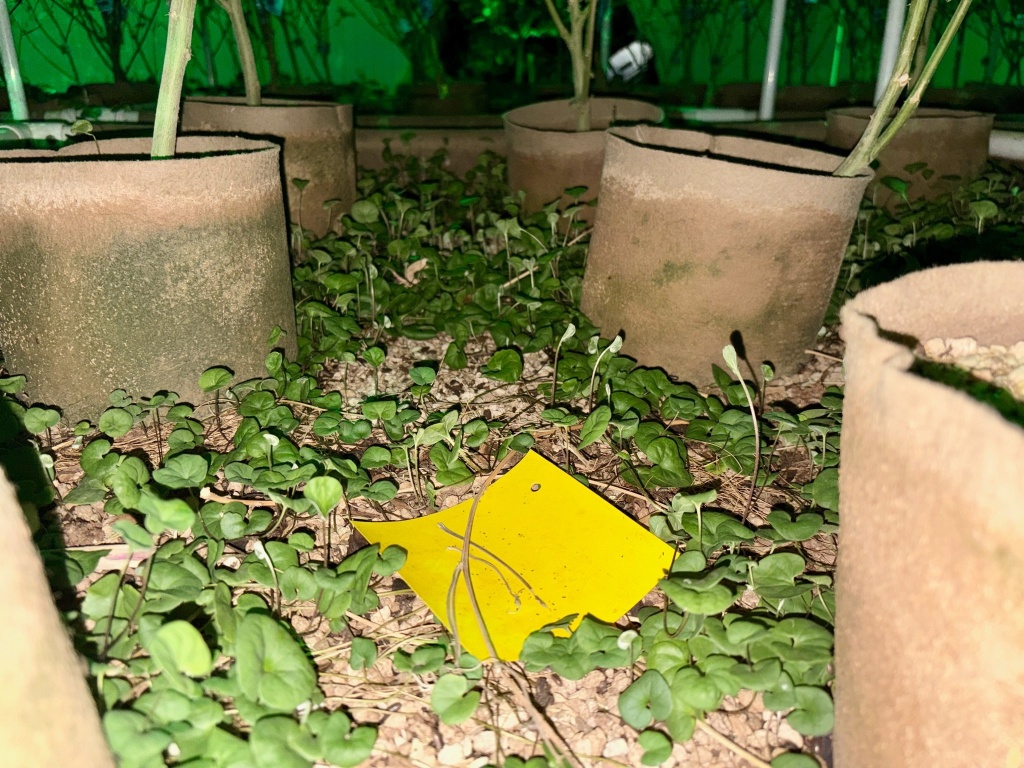 living soil