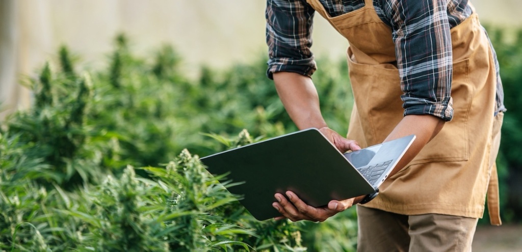 person with laptop in cannabis garden onebonfire platform