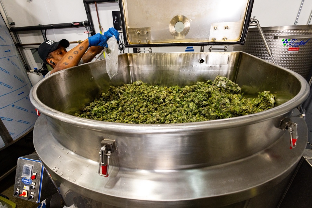 washing cannabis buds to make hash
