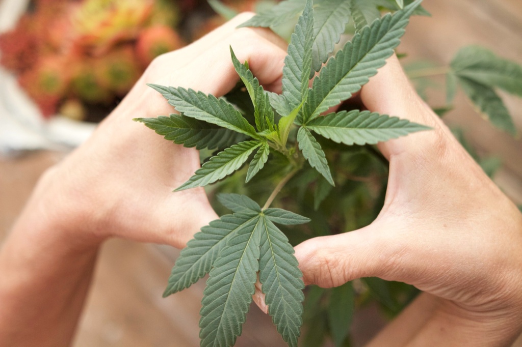 hands making heart over cannabis plant