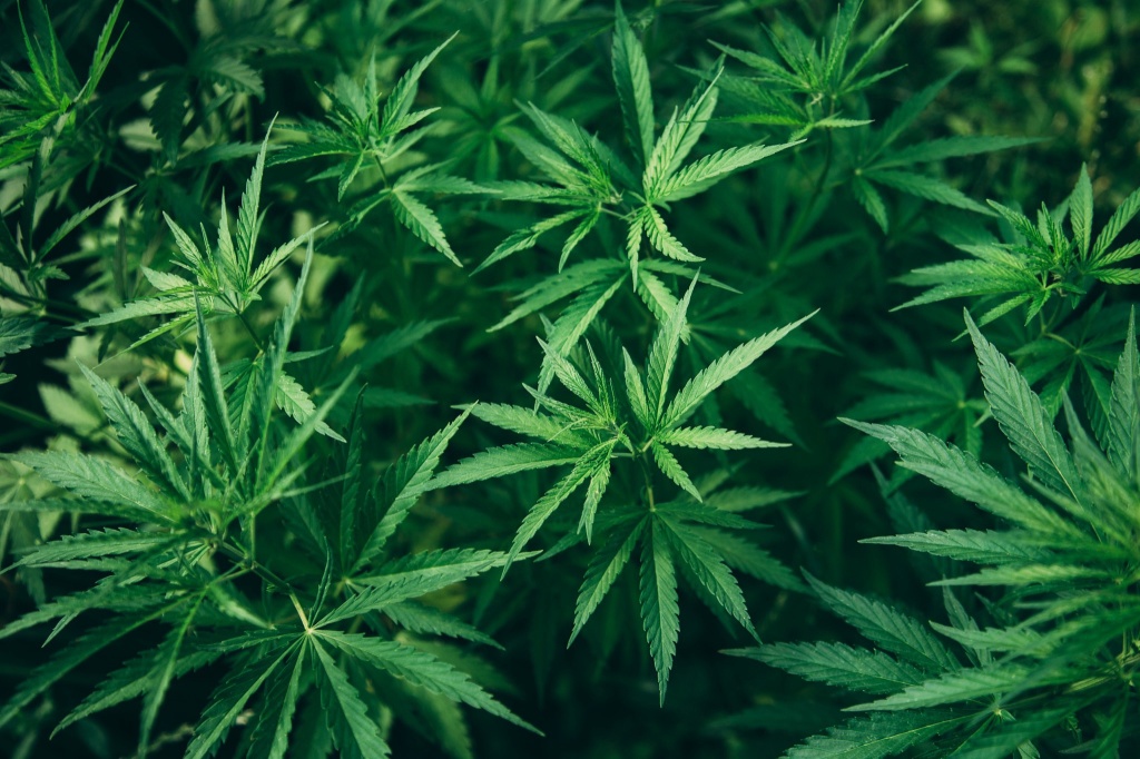 Can hemp and THC finally coexist? This coalition says yes