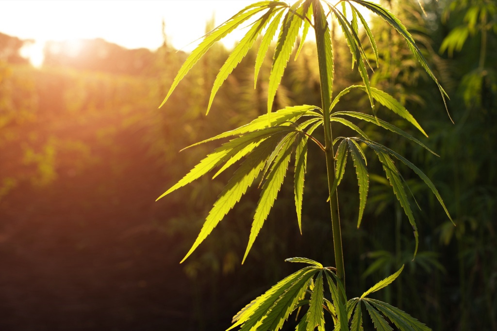 hemp plant ban passes