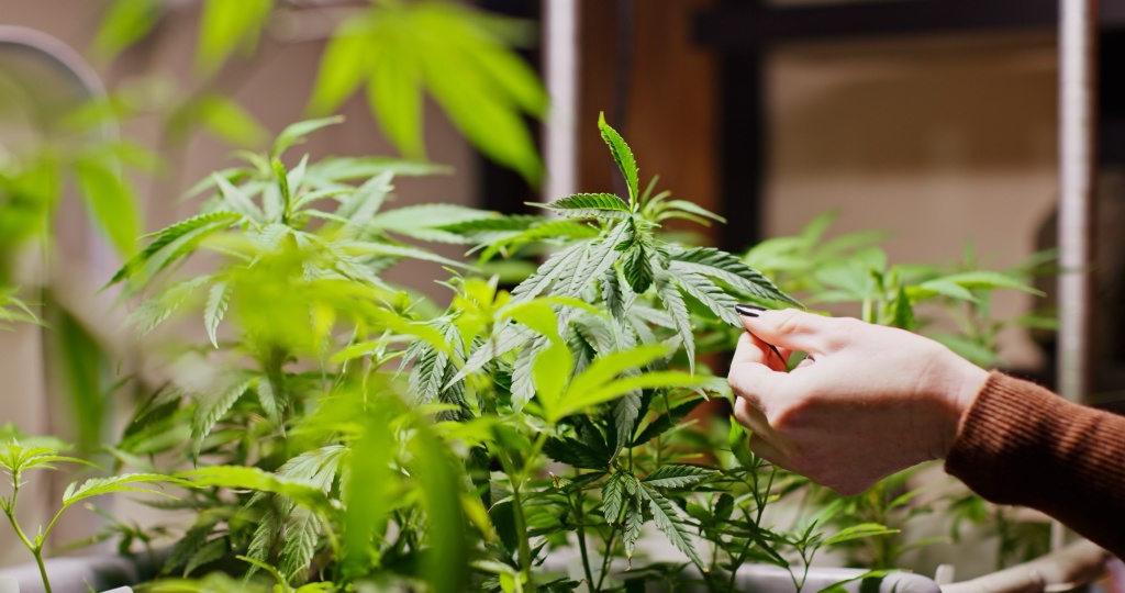 inspecting cannabis leaves