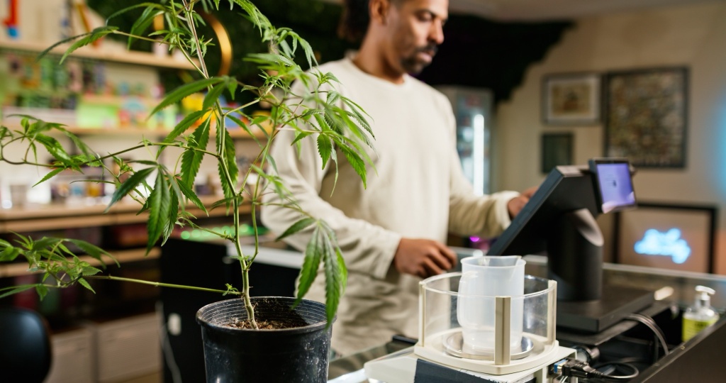 cannabis retail check out green wednesday 2025