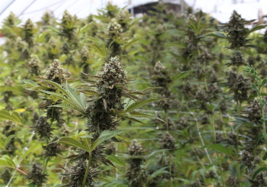 harvest hash report: cannabis plants at Tall Tree Society