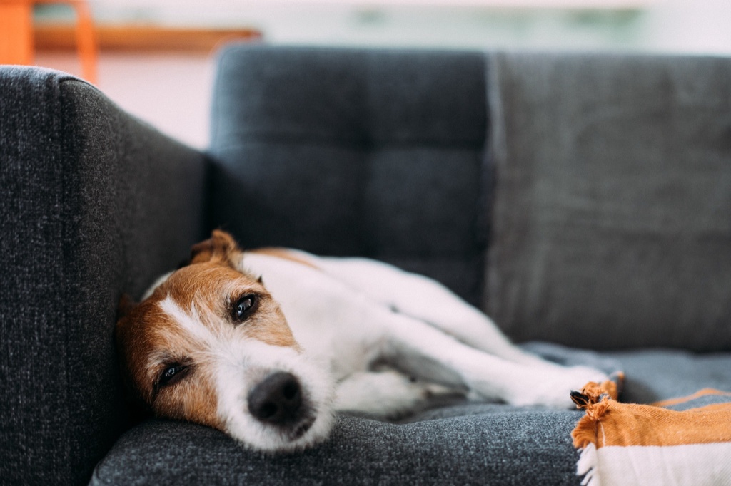 dog laying on sofa can dogs get high from secondhand smoke