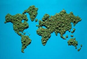 world map with cannabis global cannabis leaders