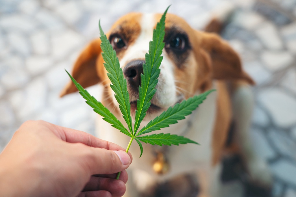 dog behind cannabis leaf can dogs get high from secondhand smoke