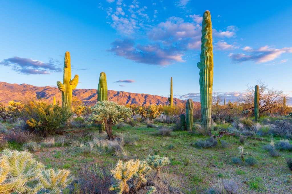 arizona celebrates cannabis milestone