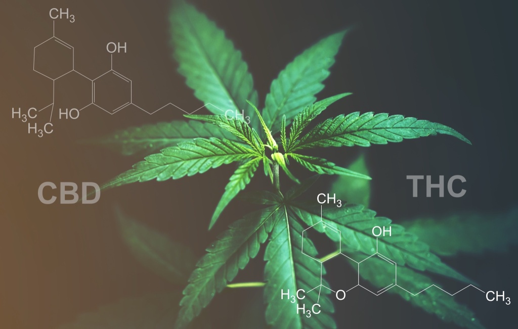 thc cbd molecules how thc evolved