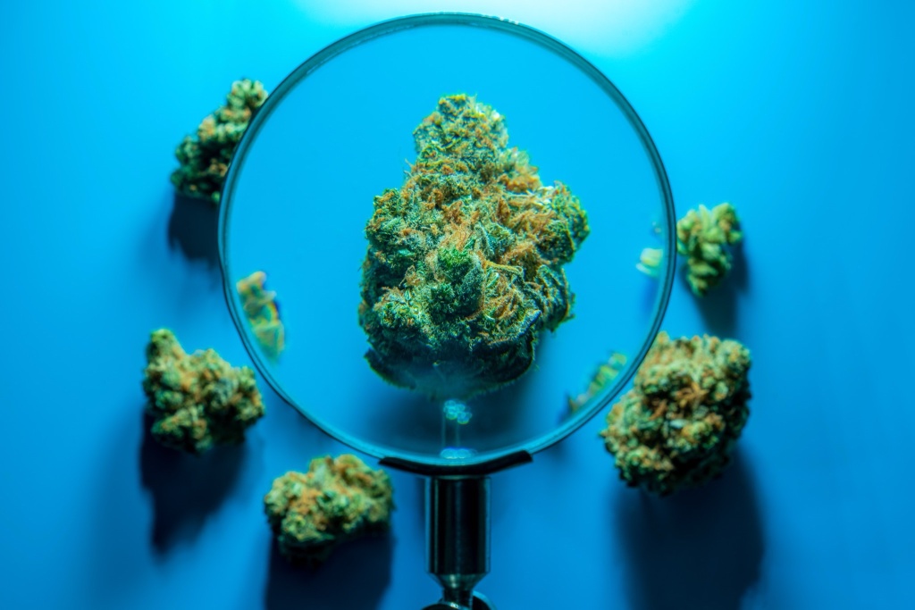 magnifying glass over cannabis buds exploring cannabinoid hyperemesis