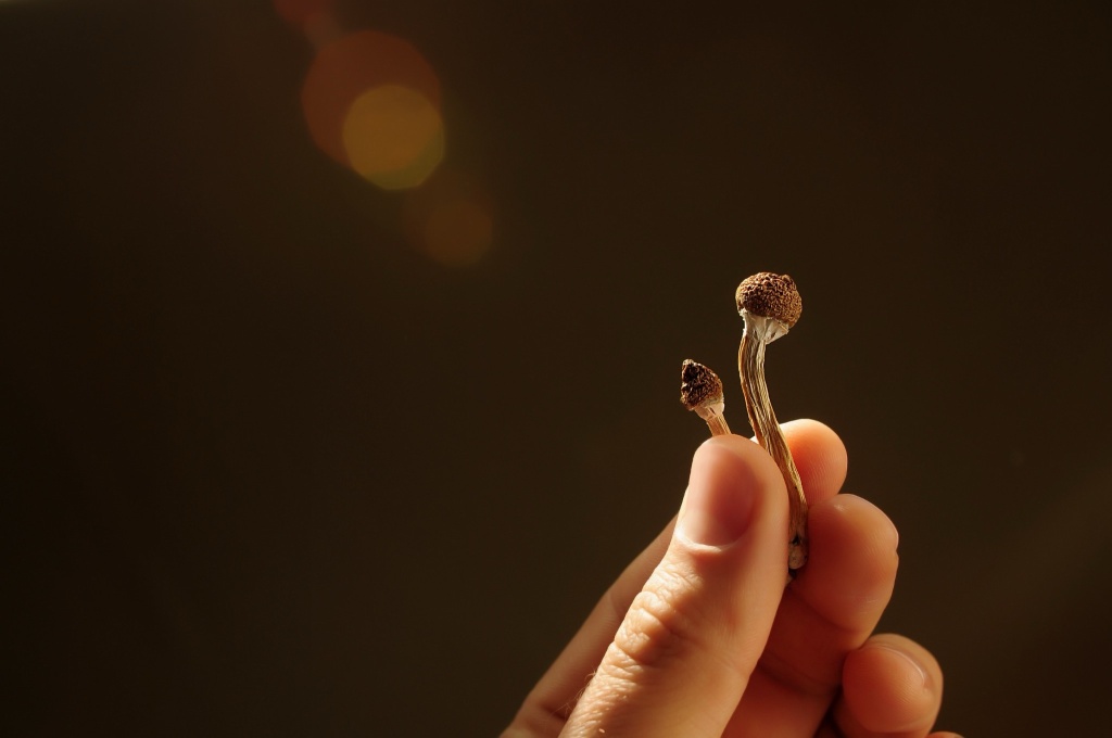 hand holding small mushrooms microdosing psychedelics