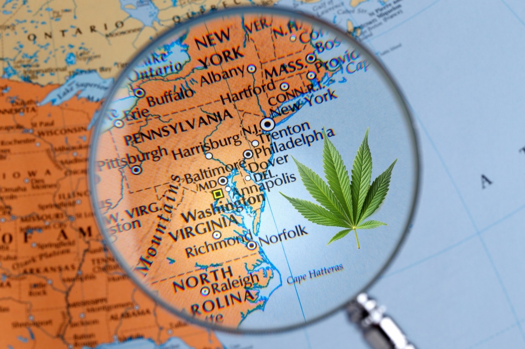 most popular weed strain east coast