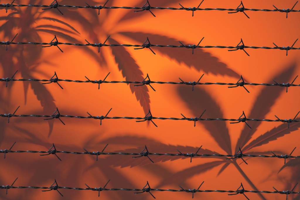 cannabis behind barbed wire legal weed consequences