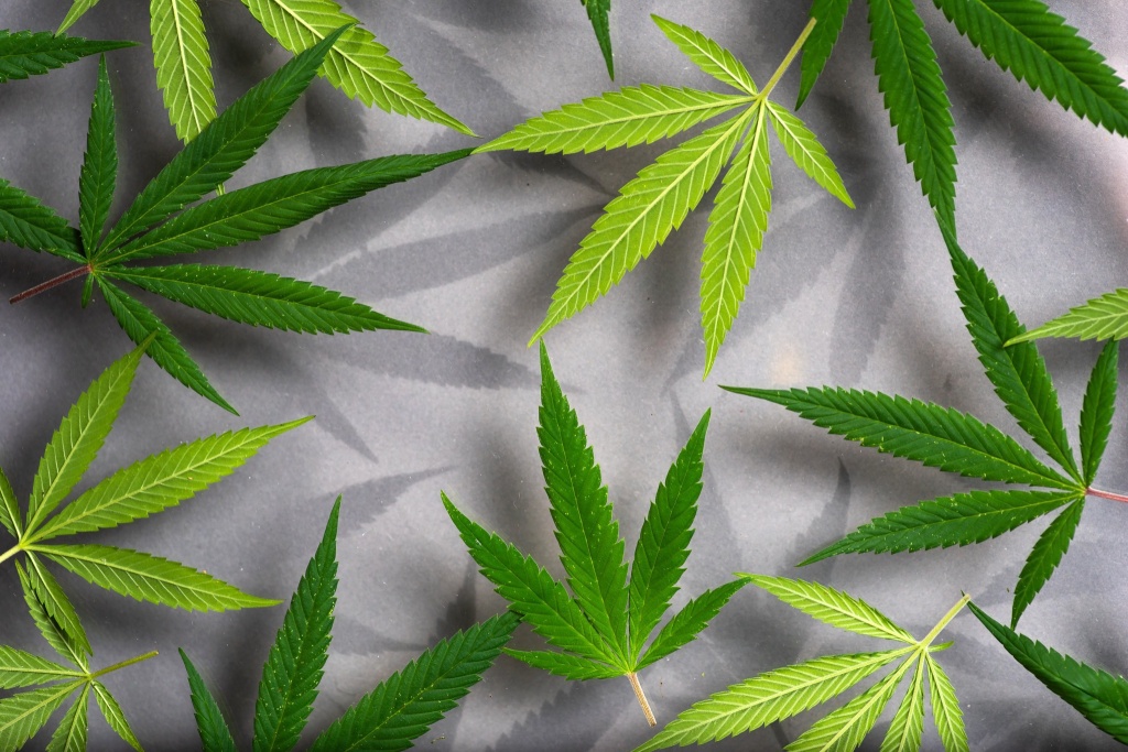 cannabis leaves with cbg and cbga inside