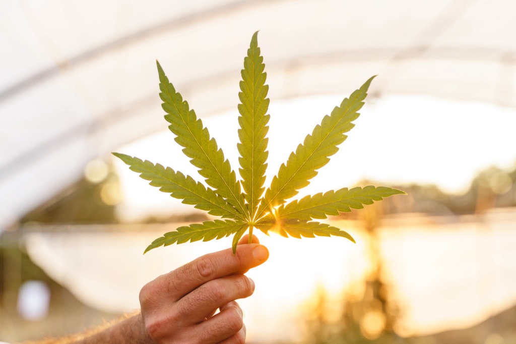 hemp leaf thca vs cbd