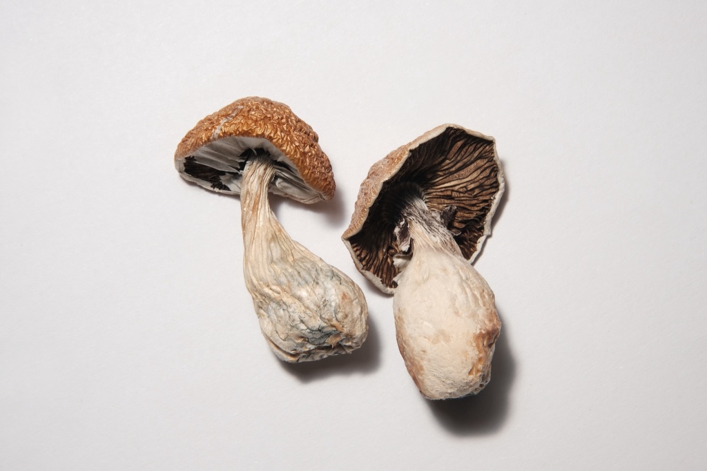 psilocybin mushrooms psilocybin legalization support