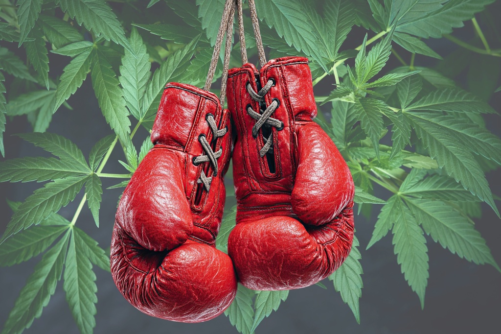 cannabis leaves boxing gloves cannabis vs. hemp