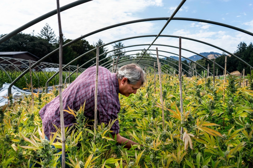 cannabis farmer in humboldt county california cannabis harvest report