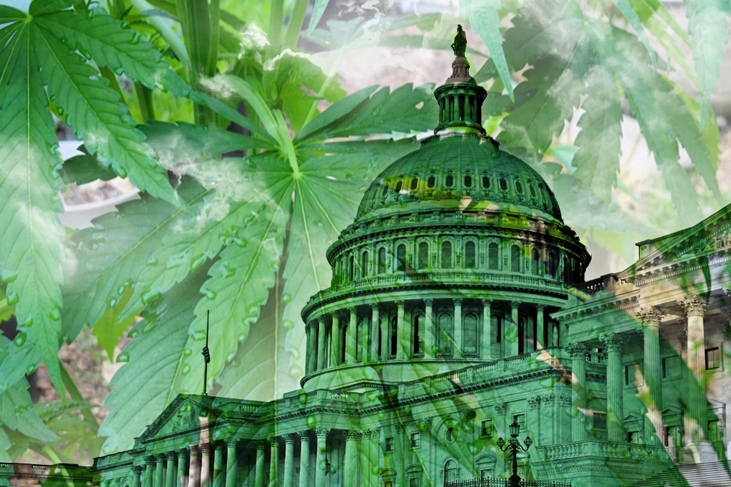 cannabis leaves over congress cannabis rescheduling report