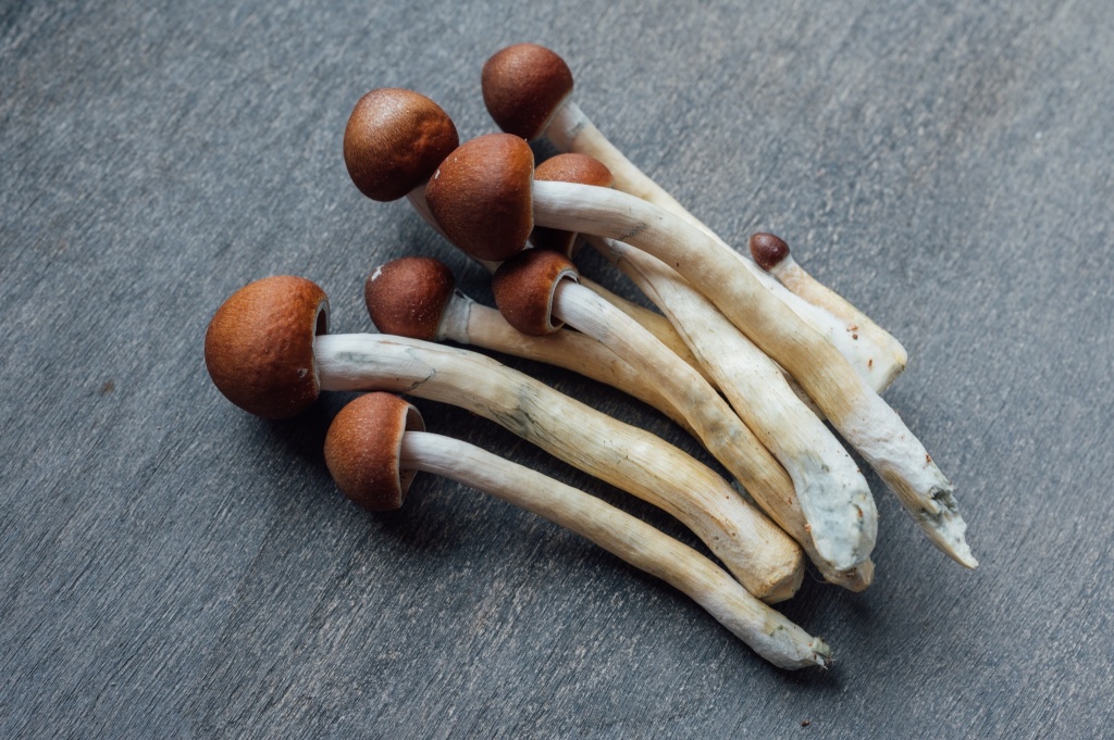 psilocybin mushrooms minnesota psilocybin bill could legalize therapeutic use