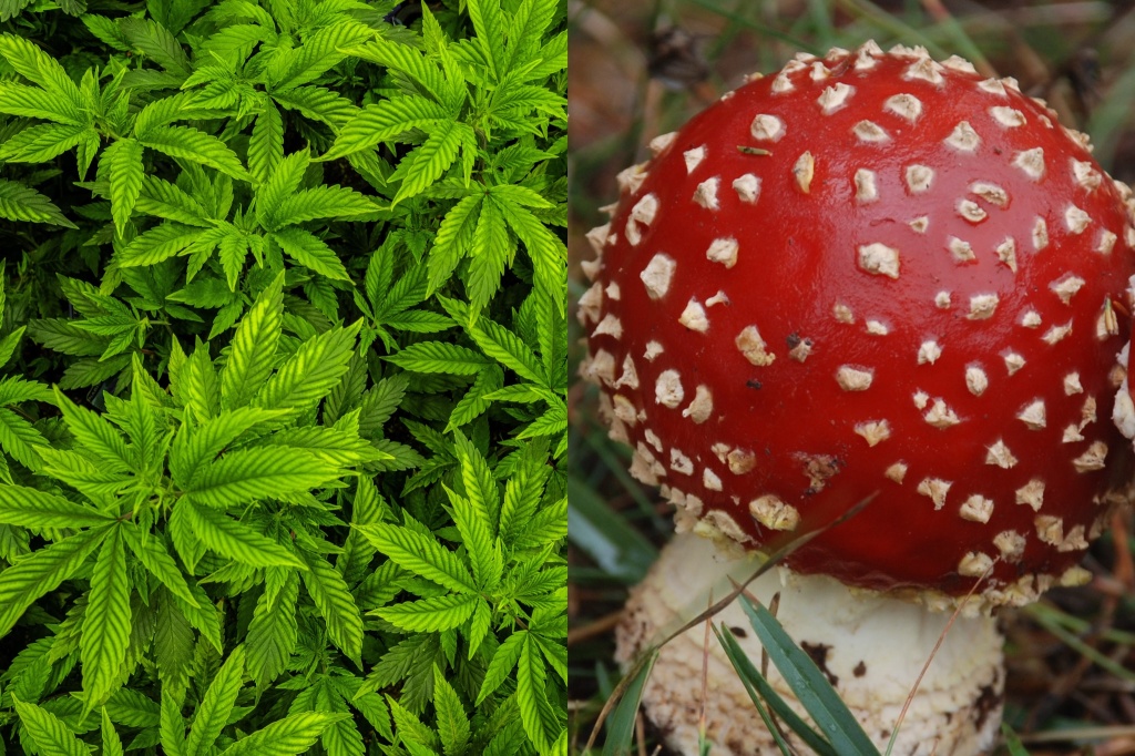 cannabis leaves beside amanita mushroom cannabis legalization and psychedelics