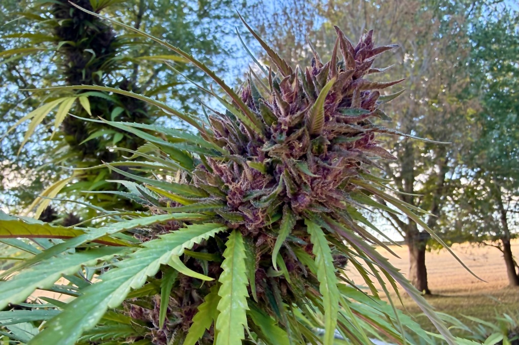 cannabis plant growing outdoors california cannabis harvest report