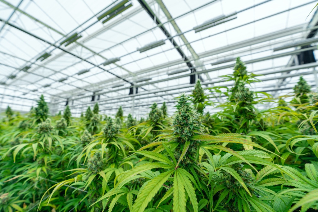 cannabis plants in an indoor facility