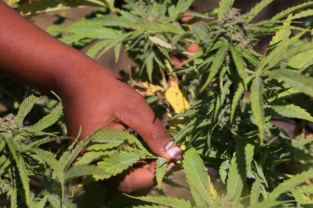 hand touching cannabis plants
