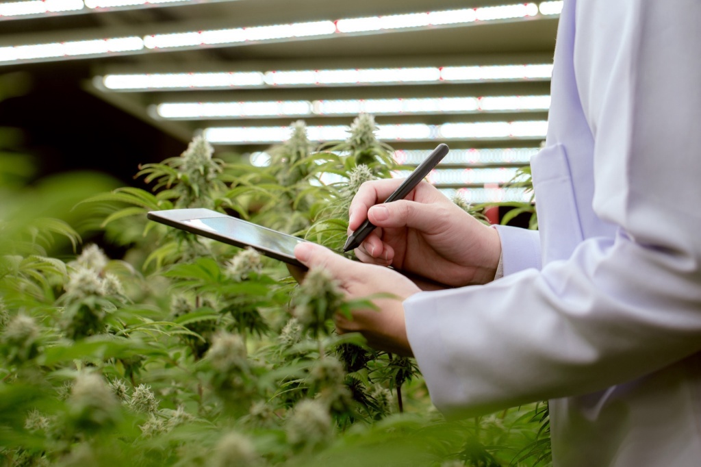 person with clipboard in front of cannabis plants cannabis weight loss study