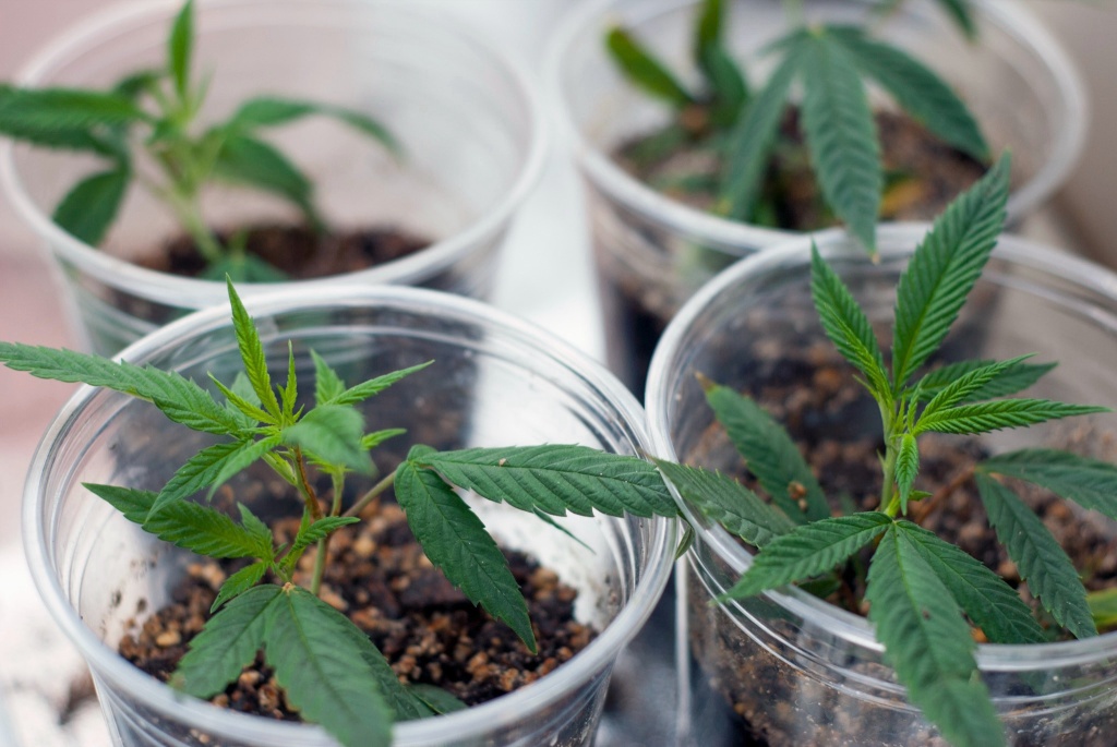 cannabis clones like those available at Clonetopia