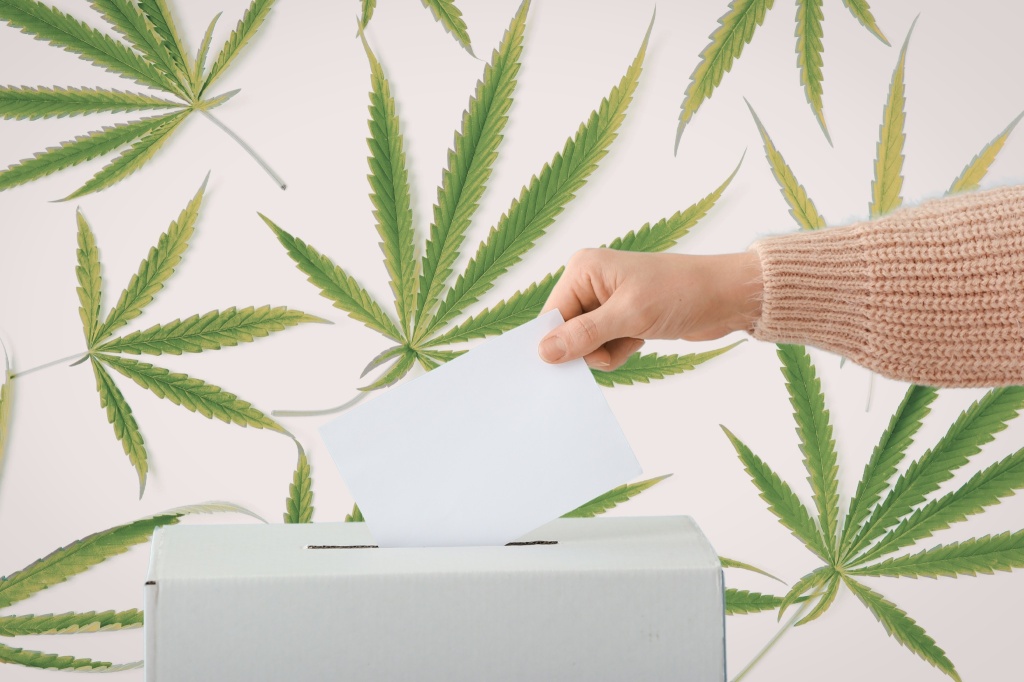 hand dropping ballot into box over cannabis leaves cannabis legalization repeal