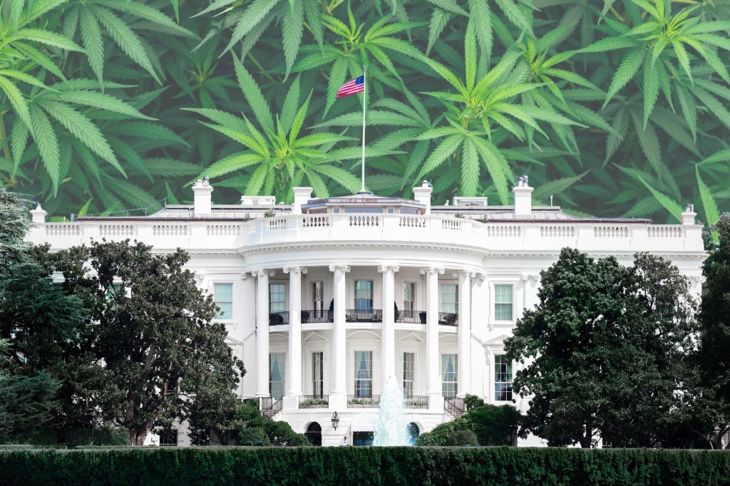 white house over cannabis leaves trump sending mixed messages on marijuana