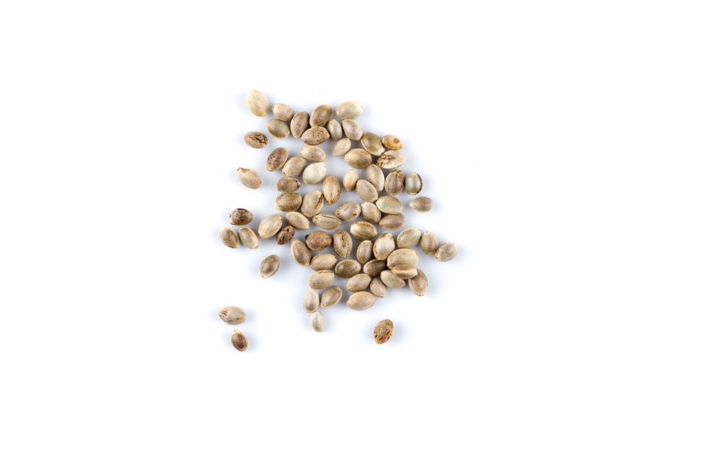 cannabis seeds