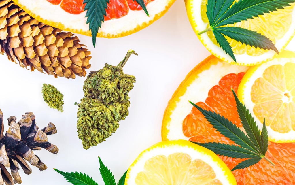 cannabis bud with fruit and pinecone
