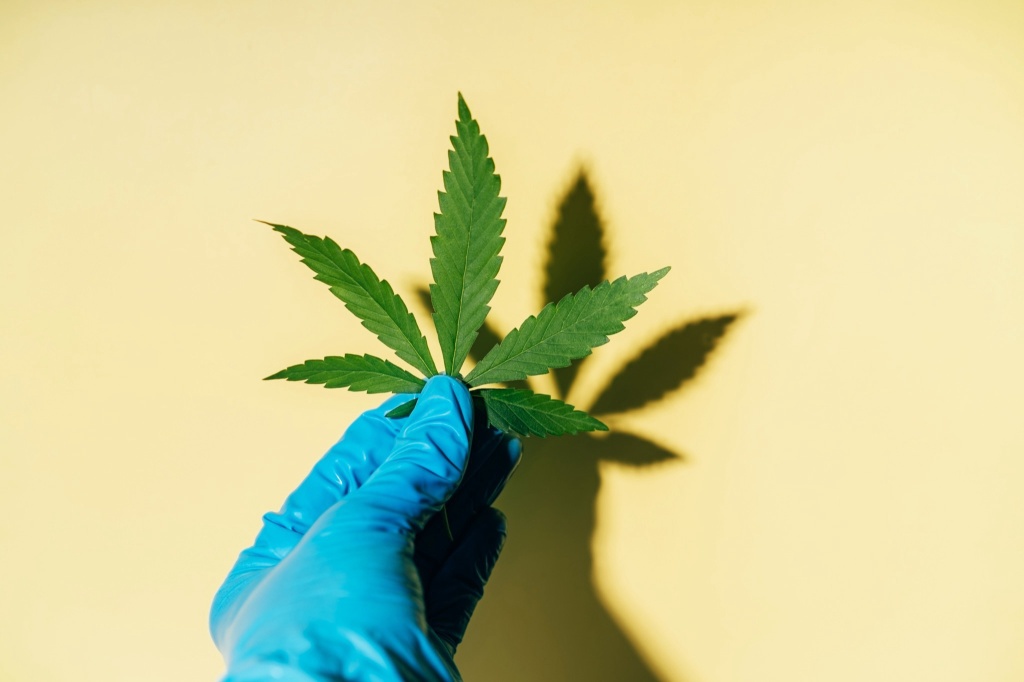 gloved hand holding cannabis leaf fentanyl cannabis study