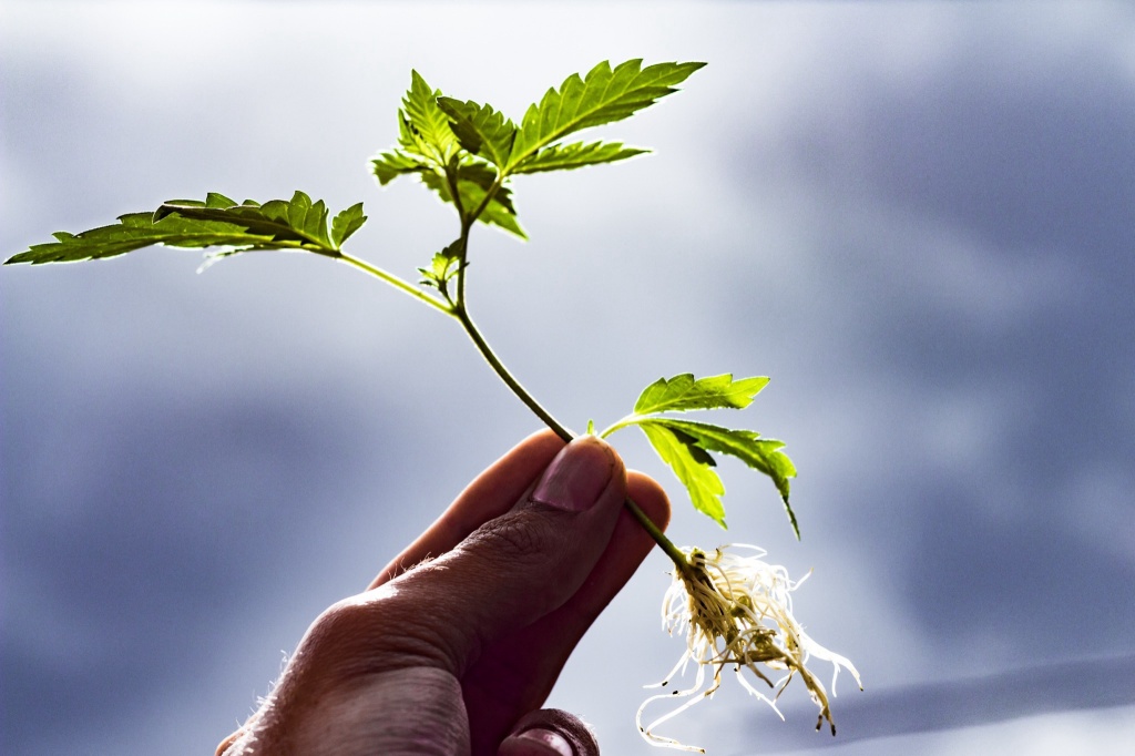 cannabis clone cannabis breeding barneys seed bank